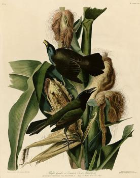 Purple grakle or common crow blackbird, Plate 7